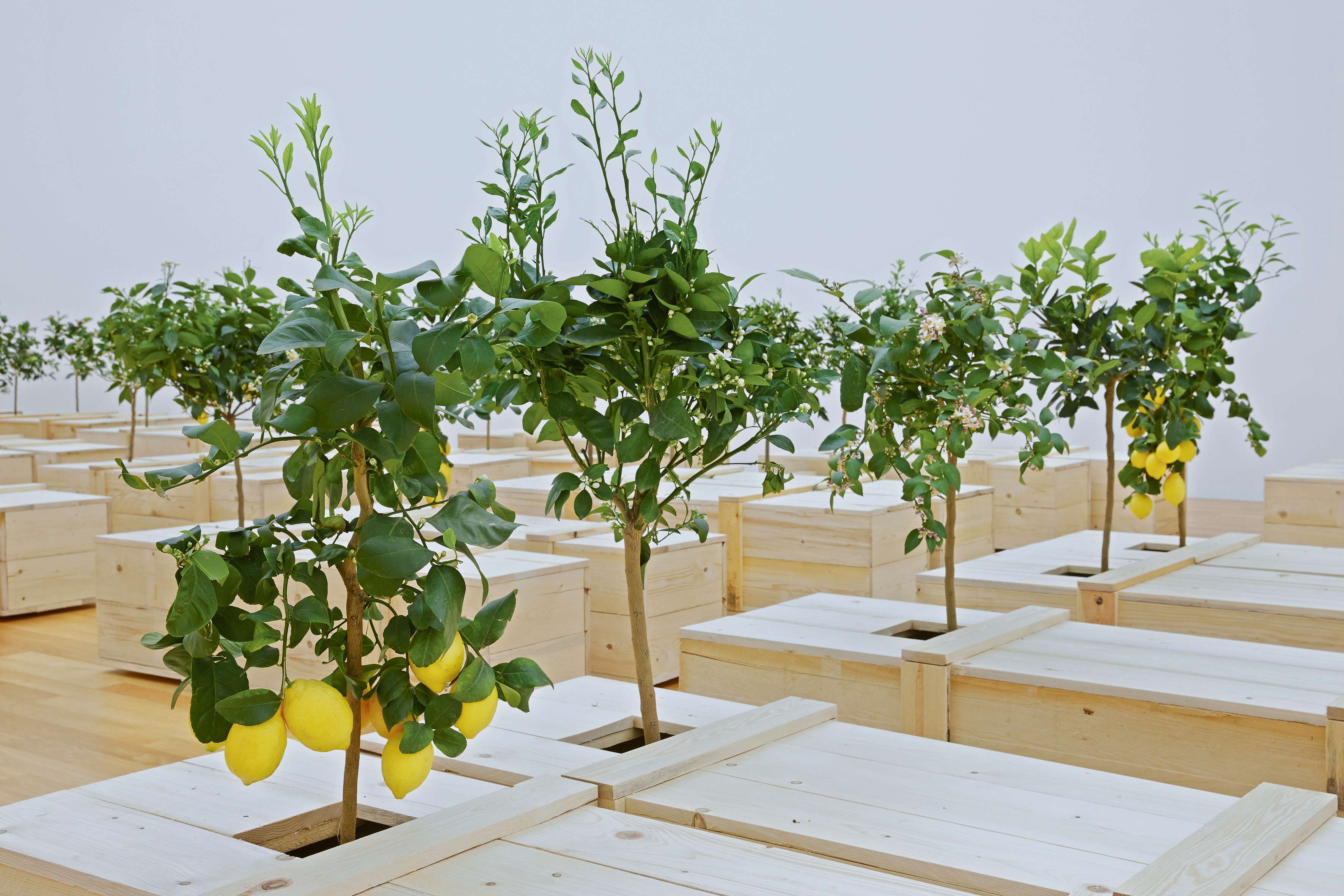Blick in die Ausstellung: Zitronenbäumchen verleihen der Yoko-Ono-Ausstellung eine frühlingshafte Friedhofsstimmung.