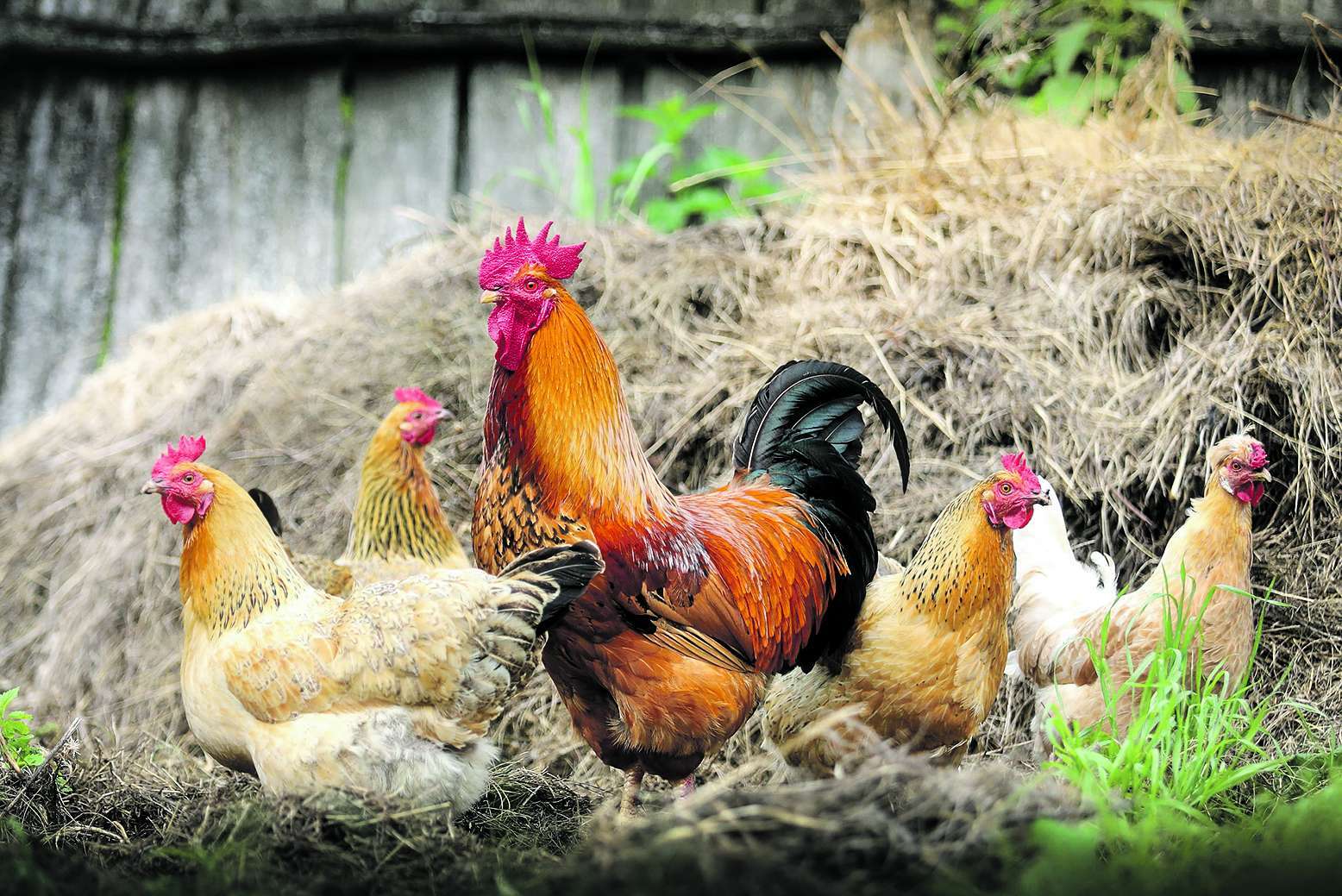 Miete ein Huhn: Wer auf Eier aus Mastbetrieben verzichten will, kann in Nürnberg eine Hühnerpatenschaft übernehmen – und guten Gewissens genießen.