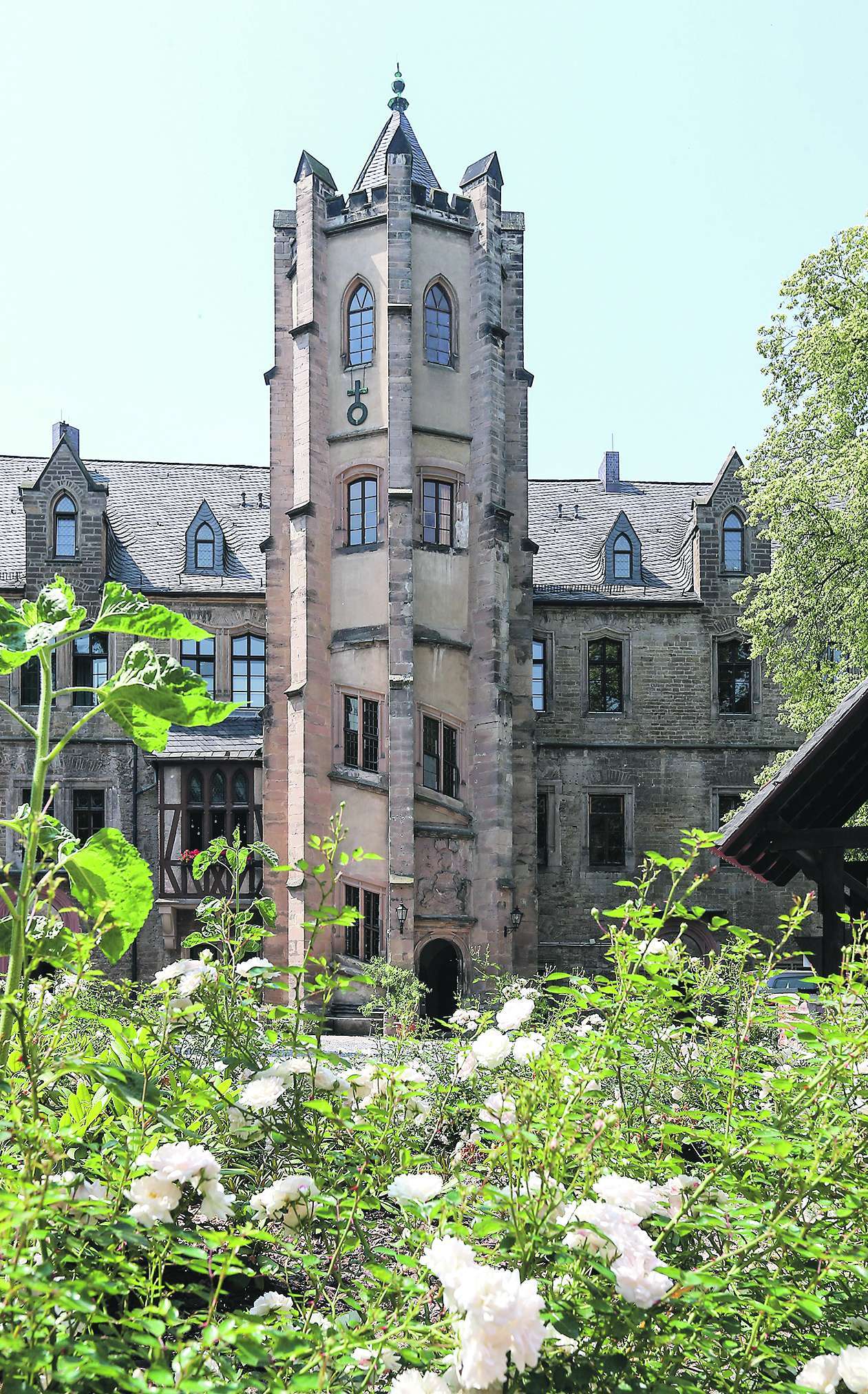 Frühsommer auf Schloss Mansfeld: Weiße Rosen blühen auf dem Hof vor dem charakteristischen Turm.