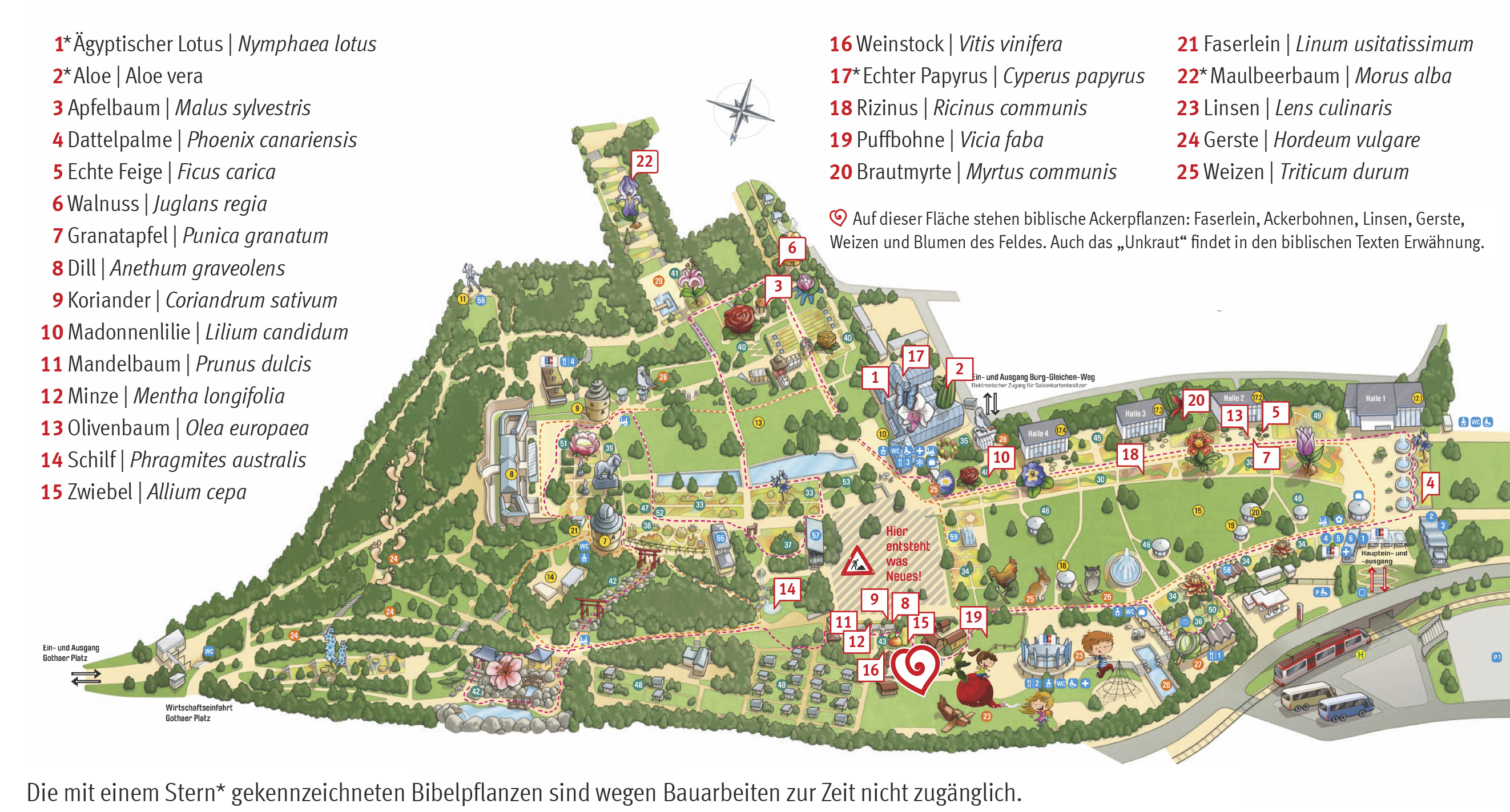 Bibelpflanzen im "egapark": Von Aloe bis Zwiebel verteilen sich die in der Bibel erwähnten Pflanzen auf dem Gelände im Garten Thüringens in Erfurt. Der "egapark" ist eine Kernzone bei der Bundesgartenschau 2021 in der Thüringer Landeshauptstadt.