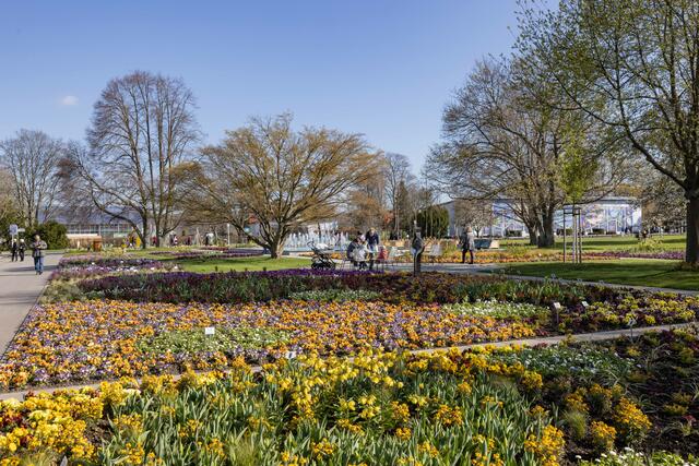 Hunderttausende Blumen verwandeln die Buga-Ausstellungsflächen in ein Frühlingsland. | Foto: Paul-Philipp Braun 