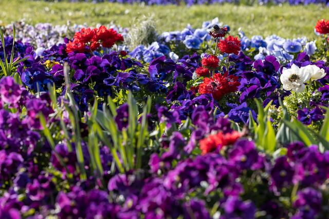 Im Egapark und auf dem Petersberg blüht und grünt es derzeit. | Foto: Paul-Philipp Braun 