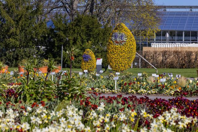 Blühende Puffbohnen sind auf der Ega zu finden. | Foto: Paul-Philipp Braun 