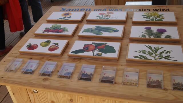 Was wird wohl aus den kleinen Samenkörnchen?
Bei guter Pflege die abgebildeten Ergebnisse...