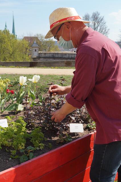 Pflanzen pflegen, Gäste betreuen- Bernd Ziebarth ist gut beschäftigt. Hier steht er am Hochbeet vor seiner Lieblingspflanze, der Pfefferminze. 