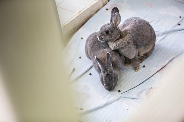 Kaninchen im Kleintierhaus des Tierheims in Frankfurt-Fechenheim. | Foto: epd-bild/Michael Schick