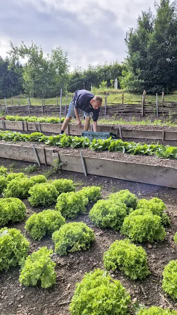 Einer von 32 Erntehelfern: Francesco bei der Salaternte im Tafelgarten des Marienstifts | Foto: Marienstift Arnstadt