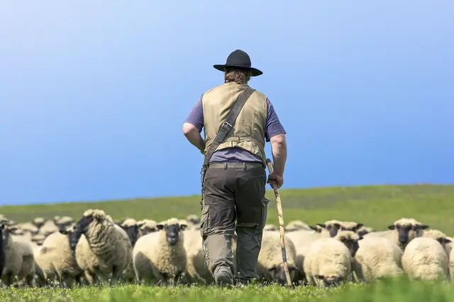 Jesus nutzte alltägliche Bilder, wie das Hüten von Schafen, um seine Lehre zu verdeutlichen. | Foto: bergringfoto – stock.adobe.com