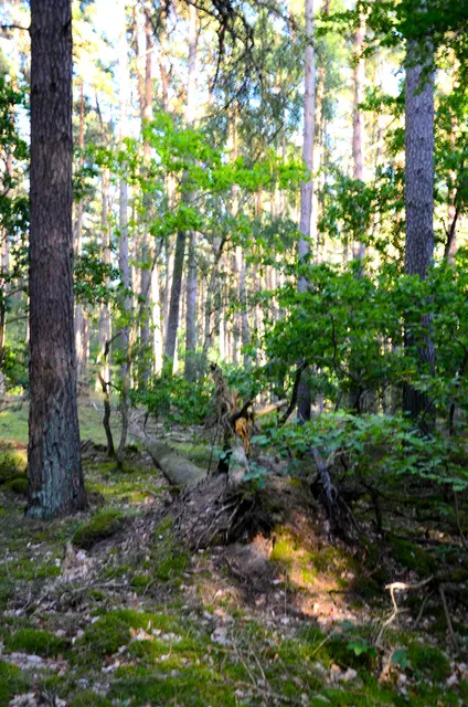 Müritzer Nationalpark in Mecklenburg-Vorpommern | Foto: Bettina Röder