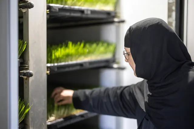 Vom Samen zur Pflanze: Schwester Theoktisti am Inkubator des Klosters des "Ehrwürdigen Vorläufers". | Foto: Paul-Philipp Braun