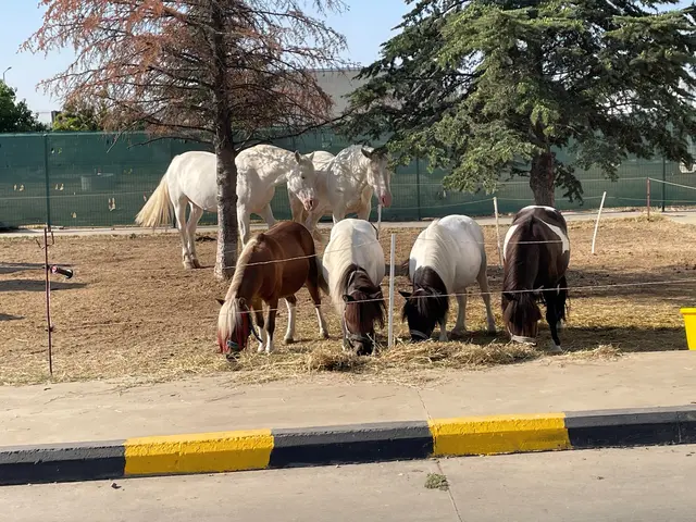 Die Grenzbeamten seien freundlich und großzügig, berichtet Donatha Castell: Sie ermöglichen es den Treckmitgliedern täglich einkaufen zu gehen und Futtermittel zu beschaffen. | Foto: Donatha Castell