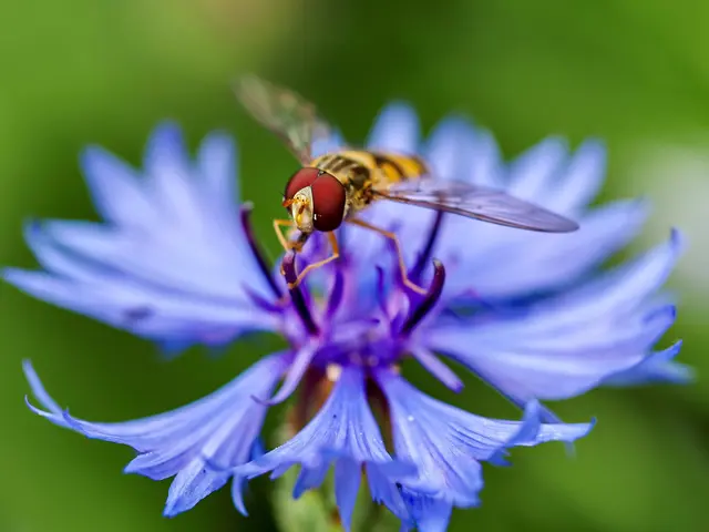 Das Siegerfoto des VIA Natura-Fotowettbewerbs 2025 in der Kategorie Nahaufnahme „Hainschwebfliege an Kornblume“ ist auch in der Ausstellung zu sehen. | Foto: Elvira Hildebrand