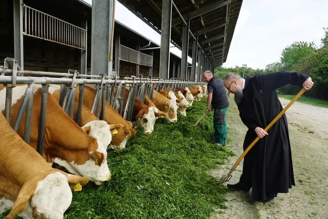 Pater Josef-Maria Böge und Betriebsleiter Martin Fischer versorgen die Rinder auf dem klostereigenen Biohof. | Foto: André Poppowitsch