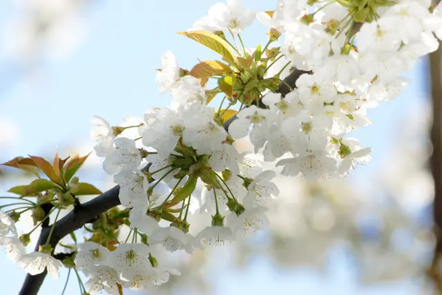 Barbarazweige: Werden Kirschzweige am 4. Dezember, dem Gedenktag der heiligen Barbara, geschnitten, erblühen sie Weihnachten. Inmitten der winterlichen Dunkelheit gilt dies als Symbol für Hoffnung und Neuanfang. | Foto: epd-bild / Jörg Stipke
