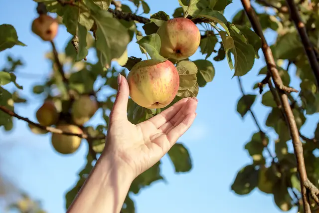 Mit dem Biss in den Apfel nahm das Unglück seinen Lauf, denn vom Baum der Erkenntnis sollten Adam und Eva nicht essen. | Foto: Foto: fovito – stock.adobe.com