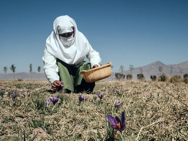 Safranernte: Abseits des afghanischen Dorfes Gabighan baut eine Frauenkooperative die Gewürzpflanze an. | Foto: epd-bild/Ilir Tsouko