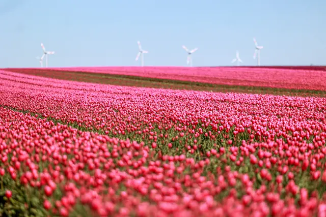Blütenmeer - Tulpen bis zum Horizont. | Foto: epd-bild/Viktoria Kuehne