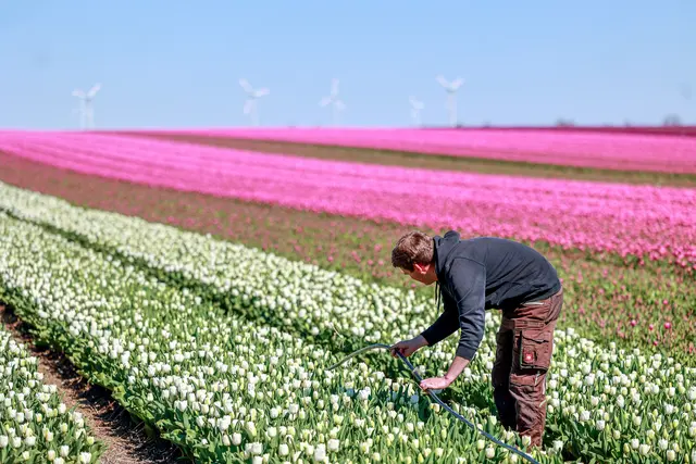 Richten der Tropfenbewässerung auf dem Tulpenfeld. | Foto: epd-bild/Viktoria Kuehne