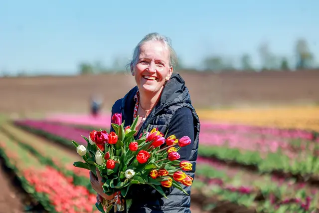 Christiane Degenhardt auf einem Tulpenfeld zum Selbstpfluecken in Schwaneberg vor den Toren Magdeburgs. | Foto: epd-bild/Viktoria Kuehne