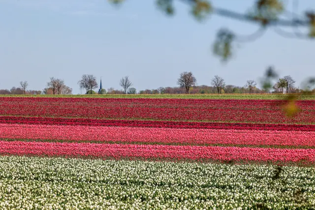 Gelb, Rot, Weiß, Rosa, Oraange, Violett - das bunte Blütenmeer zieht sich über die Felder in der Magdeburger Börde. | Foto: epd-bild/Viktoria Kuehne