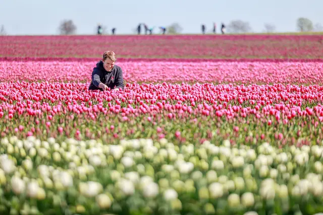 Freude über prächtige Tulpen: sebastian Degenhardt auf dem Tulpenfeld bei Schwaneberg. | Foto: epd-bild/Viktoria Kuehne