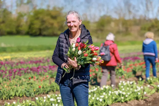 Prächtig! Auf dem Selbstpflückfeld in schwaneberg gibt es acht Tulpensorten in herrlichen Farben. | Foto: epd-bild/Viktoria Kuehne