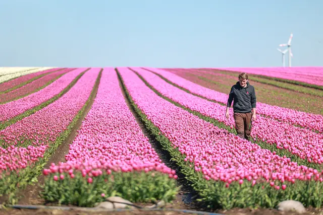 Sebastian Degenhardt überprüft die Tulpen nach Fehlfarben. | Foto: epd-bild/Viktoria Kuehne