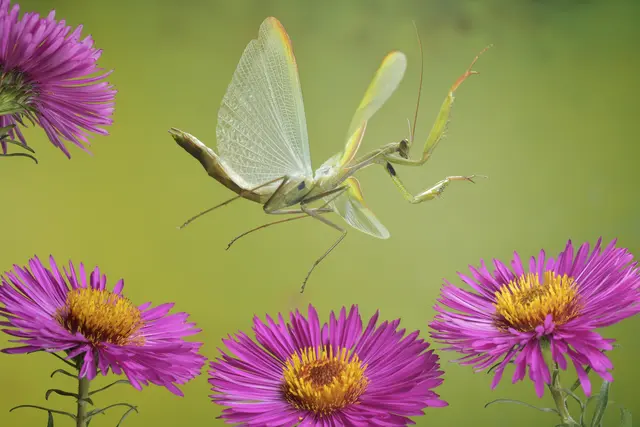 Gottesanbeterin fliegt über Astern im Garten. | Foto: picture alliance / imageBroker / Andre Skonieczny